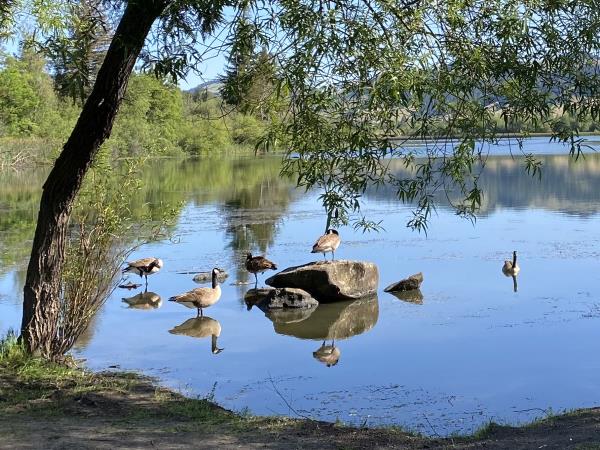 /Images/uploads/Sonoma County Regional Parks Foundation/springlake50/entries/28868thumb.jpg